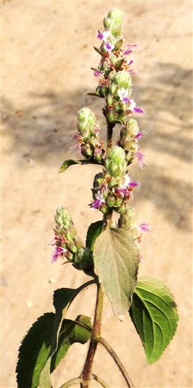 Pogostemon benghalensis